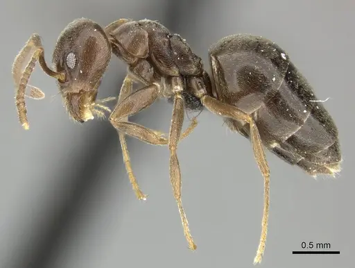 Technomyrmex ilgi specimen CASENT0249041 image casent0249041_3