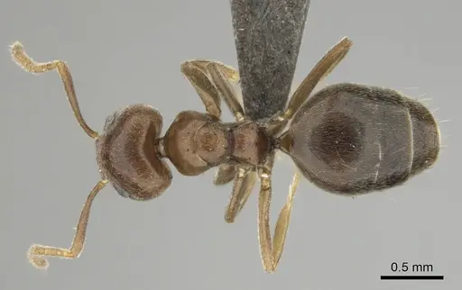Technomyrmex ilgi specimen CASENT0252117 image casent0252117_1