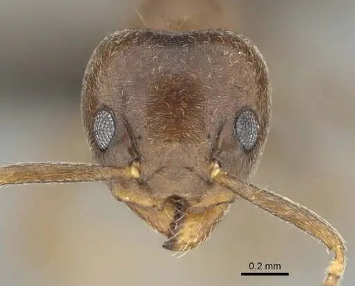 Technomyrmex ilgi specimen CASENT0252117 image casent0252117_2