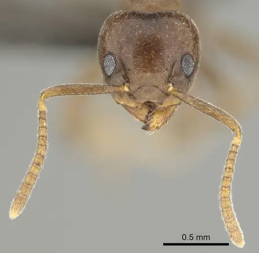 Technomyrmex ilgi specimen CASENT0252117 image casent0252117_3