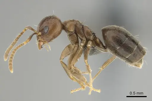 Technomyrmex ilgi specimen CASENT0252117 image casent0252117_4