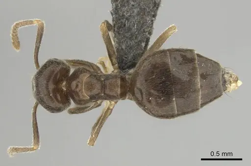 Technomyrmex ilgi specimen CASENT0252118 image casent0252118_1