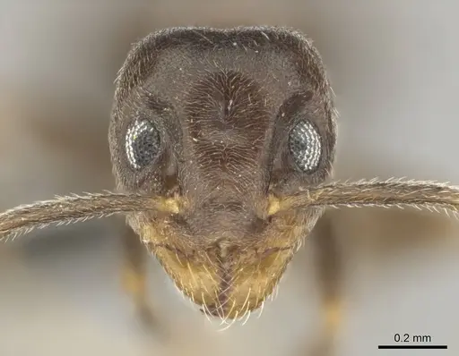 Technomyrmex ilgi specimen CASENT0252118 image casent0252118_2