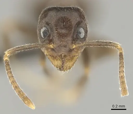 Technomyrmex ilgi specimen CASENT0252118 image casent0252118_3