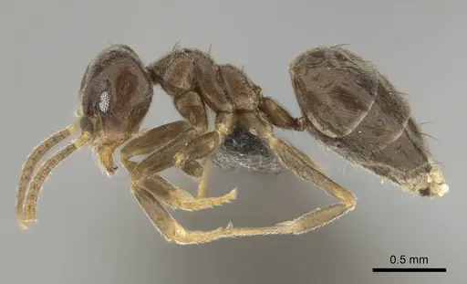 Technomyrmex ilgi specimen CASENT0252118 image casent0252118_4