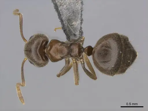 Technomyrmex ilgi specimen CASENT0257298 image casent0257298_1
