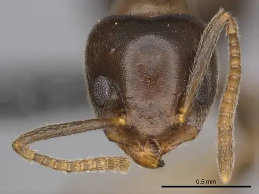 Technomyrmex ilgi specimen CASENT0257298 image casent0257298_2