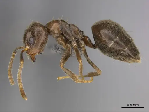 Technomyrmex ilgi specimen CASENT0257298 image casent0257298_3
