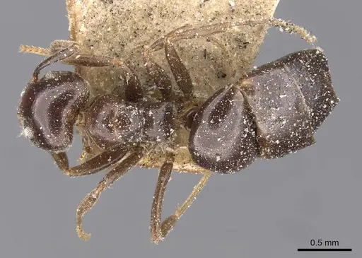 Technomyrmex ilgi specimen CASENT0909753 image casent0909753_1