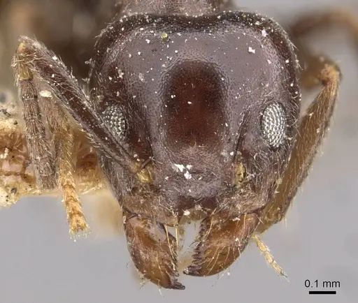 Technomyrmex ilgi specimen CASENT0909753 image casent0909753_2