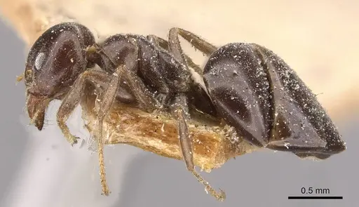 Technomyrmex ilgi specimen CASENT0909753 image casent0909753_3