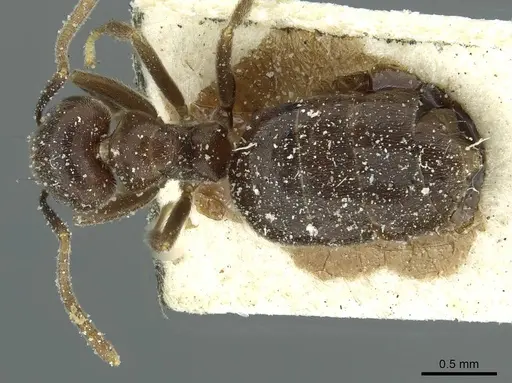 Technomyrmex ilgi specimen CASENT0911587 image casent0911587_1