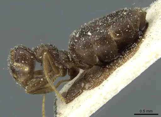 Technomyrmex ilgi specimen CASENT0911587 image casent0911587_3