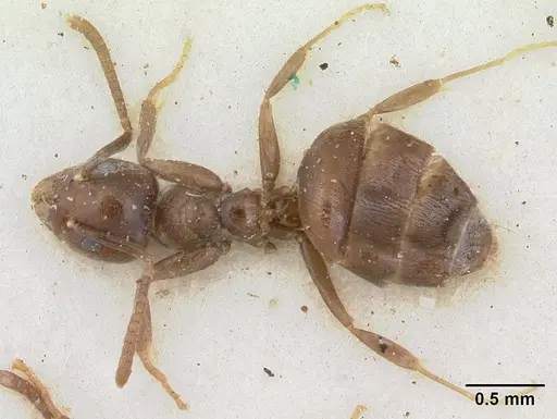 Technomyrmex ilgi specimen SAM-HYM-C004792 image sam-hym-c004792_1