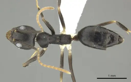 Technomyrmex impressus specimen CASENT0616920 image casent0616920_1