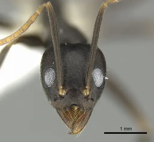Technomyrmex impressus specimen CASENT0616920 image casent0616920_2