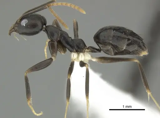 Technomyrmex impressus specimen CASENT0616920 image casent0616920_3