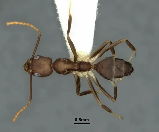 Technomyrmex impressus specimen CASENT0886063 image casent0886063_1