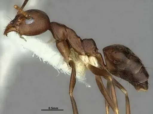 Technomyrmex impressus specimen CASENT0886063 image casent0886063_4
