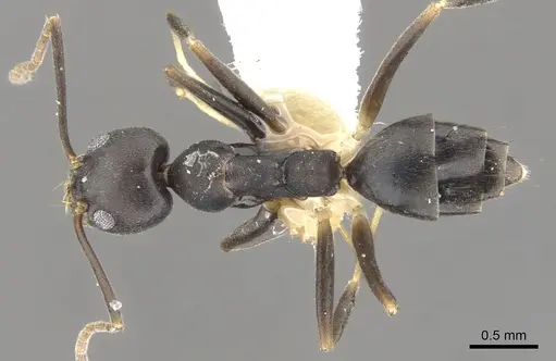 Technomyrmex impressus specimen CASENT0903044 image casent0903044_1