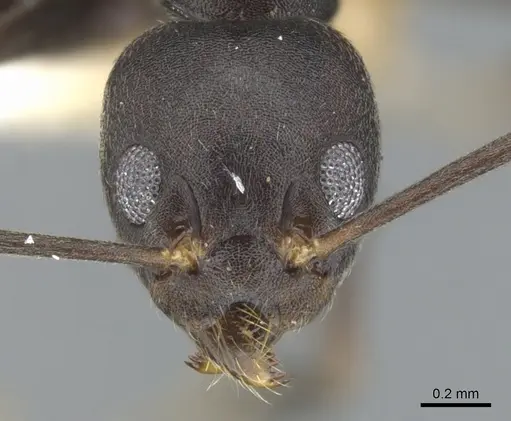Technomyrmex impressus specimen CASENT0903044 image casent0903044_2