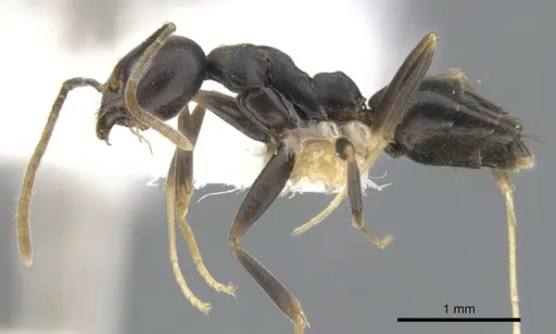 Technomyrmex impressus specimen CASENT0903044 image casent0903044_3