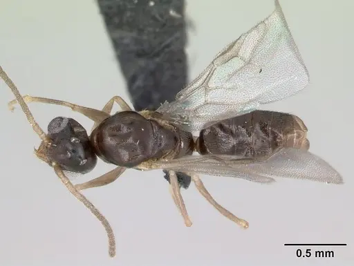 Technomyrmex innocens specimen CASENT0052478 image casent0052478_1