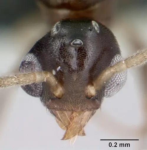 Technomyrmex innocens specimen CASENT0052478 image casent0052478_2