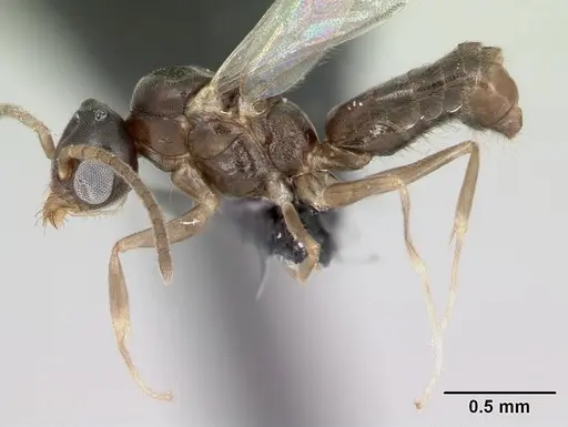 Technomyrmex innocens specimen CASENT0052478 image casent0052478_3