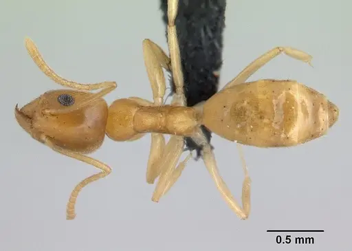 Technomyrmex innocens specimen CASENT0132935 image casent0132935_1