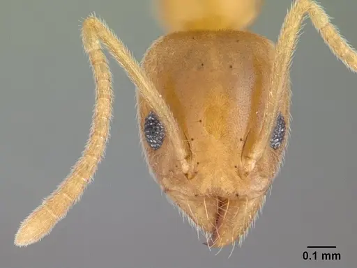 Technomyrmex innocens specimen CASENT0132935 image casent0132935_2