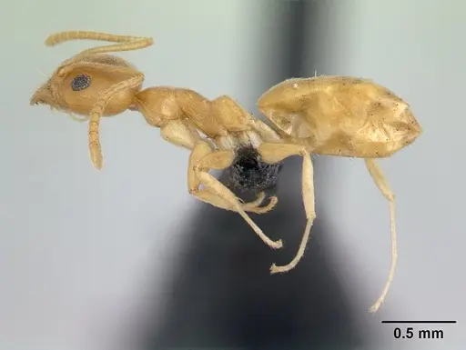 Technomyrmex innocens specimen CASENT0132935 image casent0132935_3