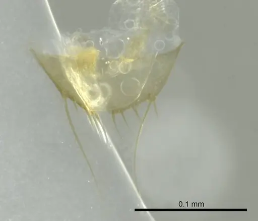 Technomyrmex innocens specimen CASENT0345036 image casent0345036_1