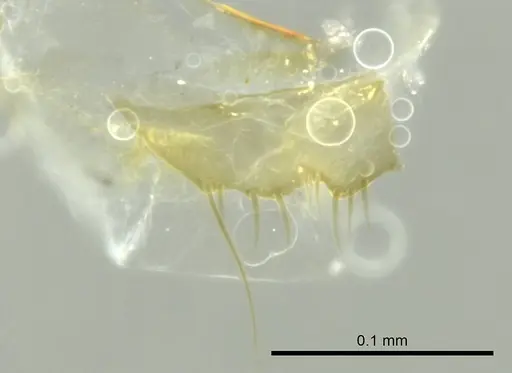 Technomyrmex innocens specimen CASENT0345037 image casent0345037_1