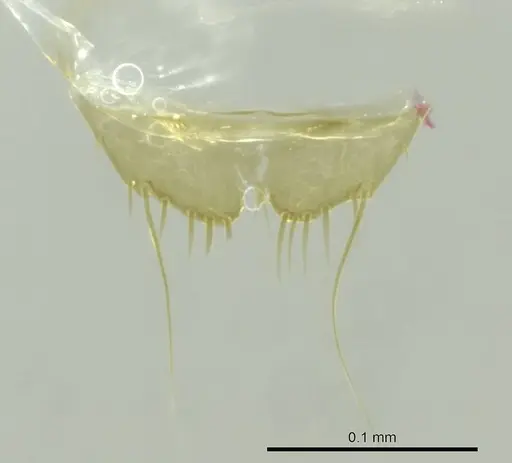 Technomyrmex innocens specimen CASENT0345038 image casent0345038_1