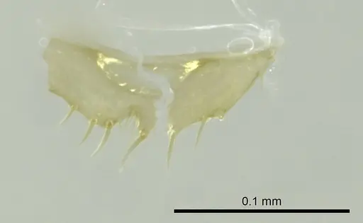 Technomyrmex innocens specimen CASENT0345042 image casent0345042_1