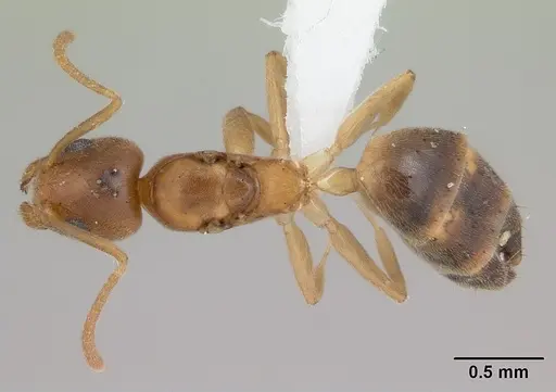 Technomyrmex innocens specimen CASENT0435441 image casent0435441_1