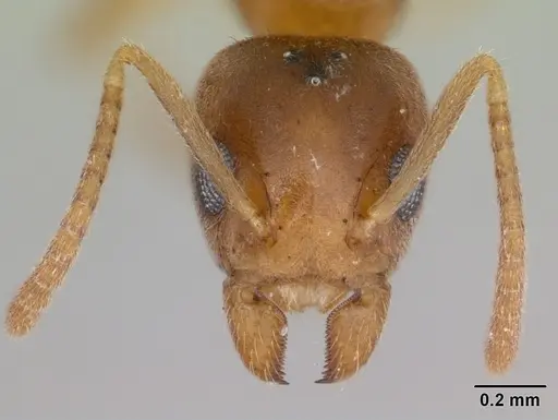 Technomyrmex innocens specimen CASENT0435441 image casent0435441_2