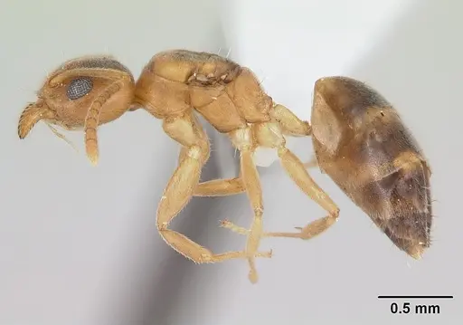 Technomyrmex innocens specimen CASENT0435441 image casent0435441_3