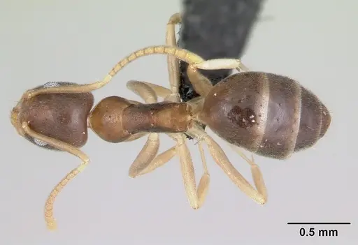 Technomyrmex innocens specimen CASENT0443365 image casent0443365_1
