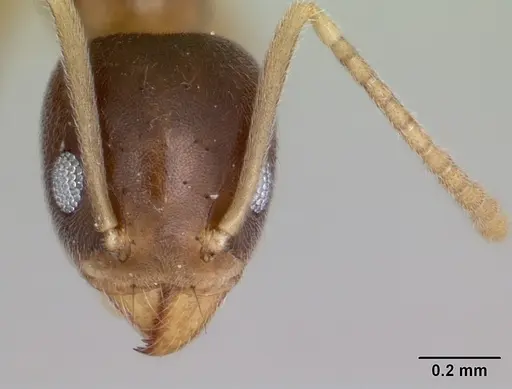 Technomyrmex innocens specimen CASENT0443365 image casent0443365_2