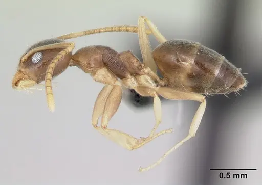 Technomyrmex innocens specimen CASENT0443365 image casent0443365_3