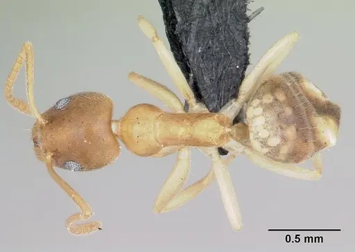 Technomyrmex innocens specimen CASENT0485542 image casent0485542_1