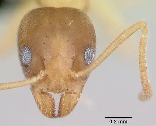 Technomyrmex innocens specimen CASENT0485542 image casent0485542_2