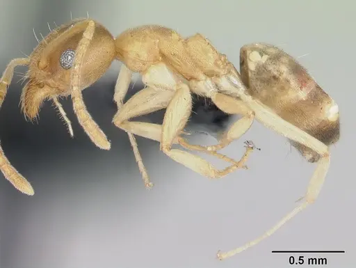 Technomyrmex innocens specimen CASENT0485542 image casent0485542_3
