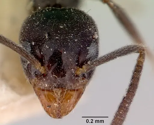 Technomyrmex jocosus specimen CASENT0172043 image casent0172043_2