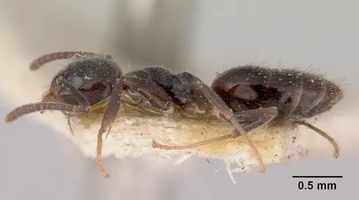 Technomyrmex jocosus specimen CASENT0172043 image casent0172043_3