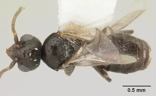 Technomyrmex jocosus specimen CASENT0178864 image casent0178864_1