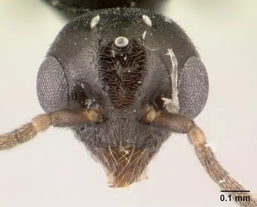 Technomyrmex jocosus specimen CASENT0178864 image casent0178864_2