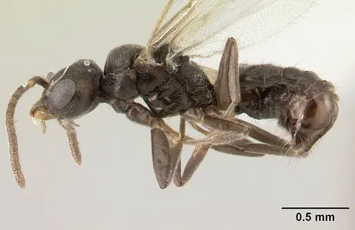 Technomyrmex jocosus specimen CASENT0178864 image casent0178864_3